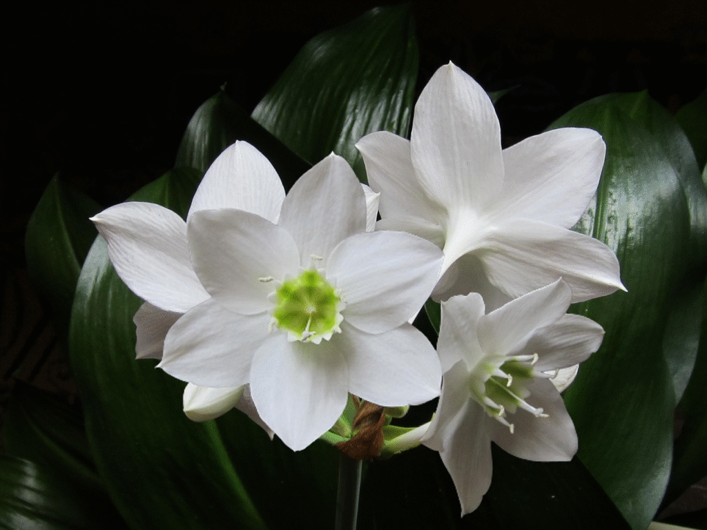 Eucharis (Amazoninė lelija): auginimas, priežiūra ir žydėjimas namuose