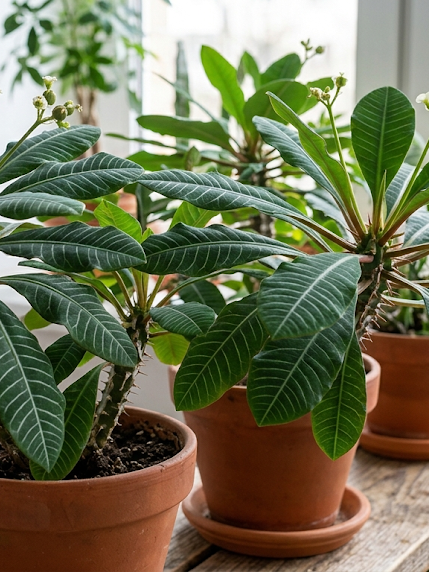 Baltagyslė karpažolė: auginimas, priežiūra ir dažniausios klaidos