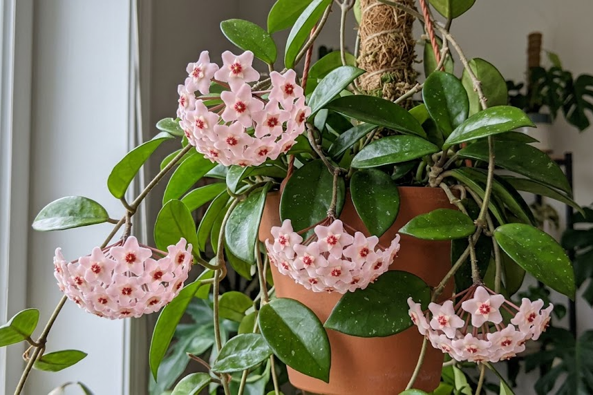 Storalapė vaškuolė: kaip auginti, prižiūrėti ir sulaukti žydėjimo