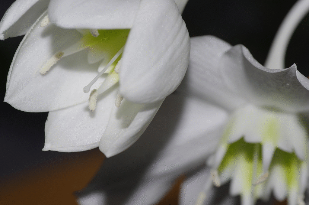 Eucharis (Amazoninė lelija): auginimas, priežiūra ir žydėjimas namuose