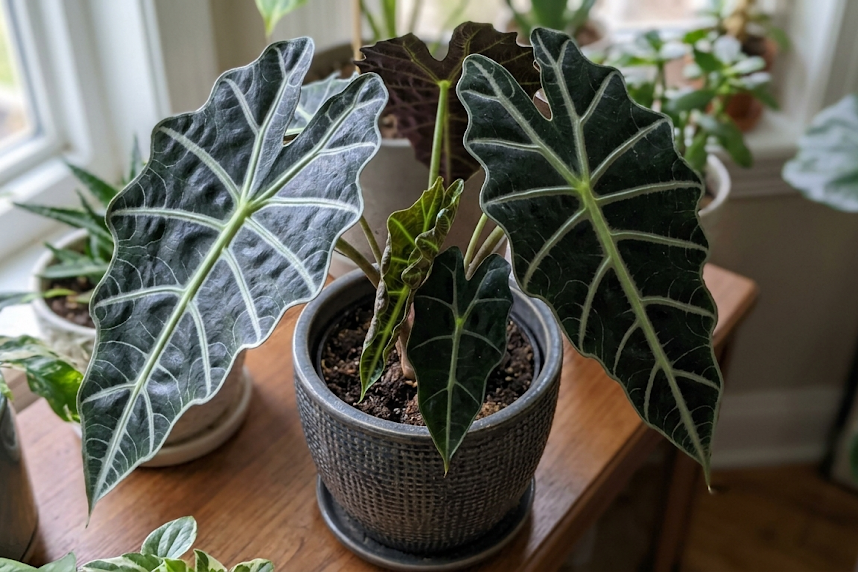 Alokazija Zebrina ir Polly