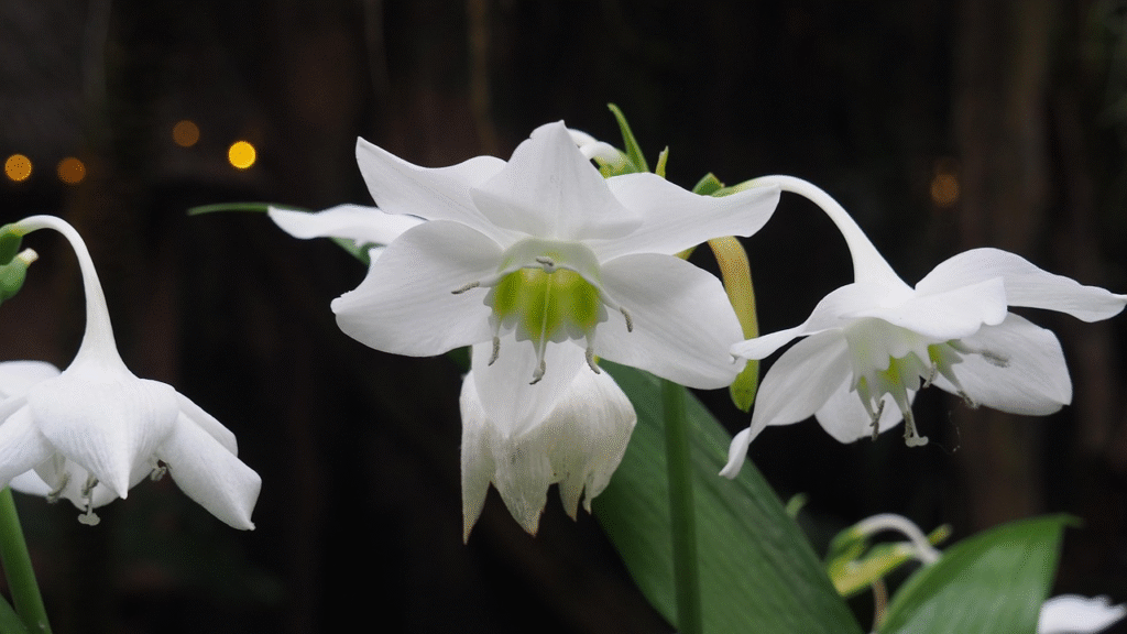 Eucharis (Amazoninė lelija): auginimas, priežiūra ir žydėjimas namuose