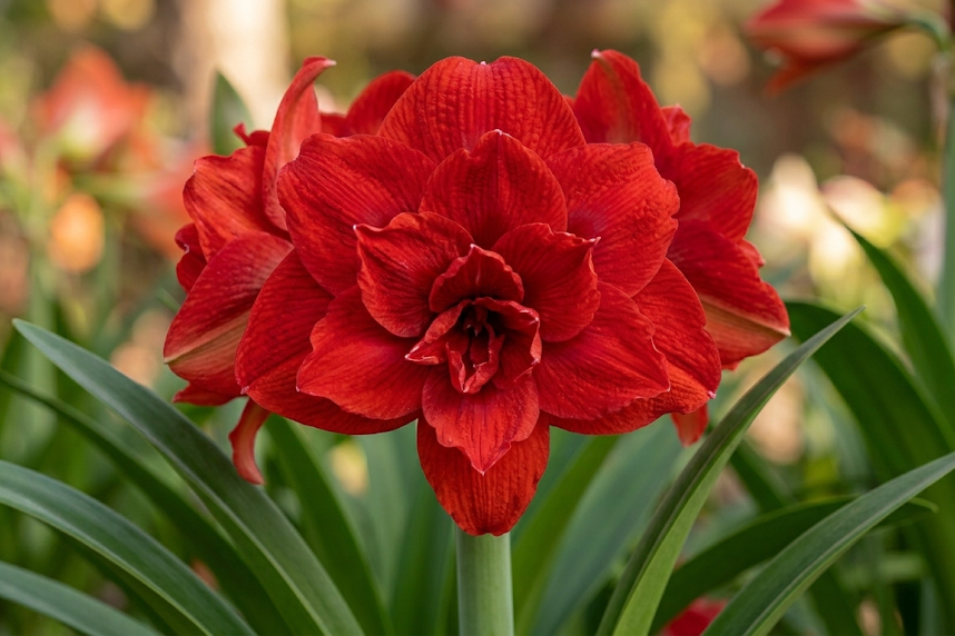 Baltas ar pilnaviduris amarilis – kaip išsirinkti įspūdingiausią amarilio gėlę namams?