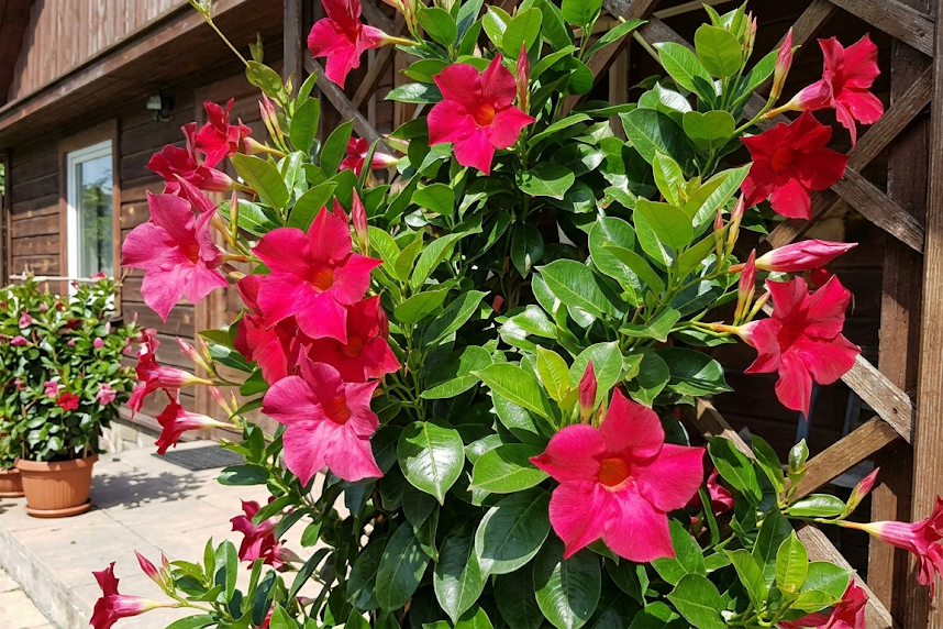 Mandevila priežiūra: laistymas, tręšimas ir tinkama vieta augalui