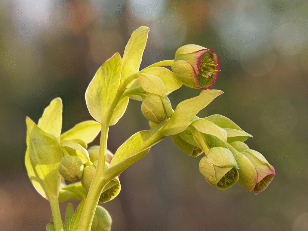 Dvokiantysis eleboras: auginimas, priežiūra ir žydėjimas sode