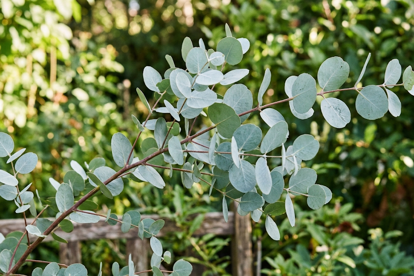 Vyninis ir citrininis eukaliptas: skirtumai, auginimas ir priežiūra