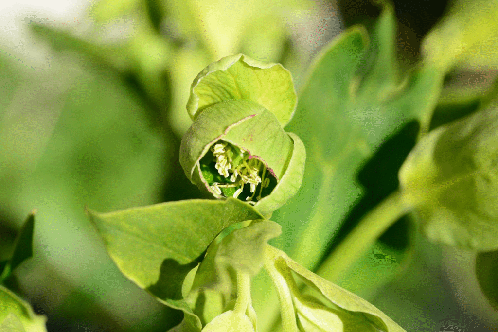 Dvokiantysis eleboras: auginimas, priežiūra ir žydėjimas sode