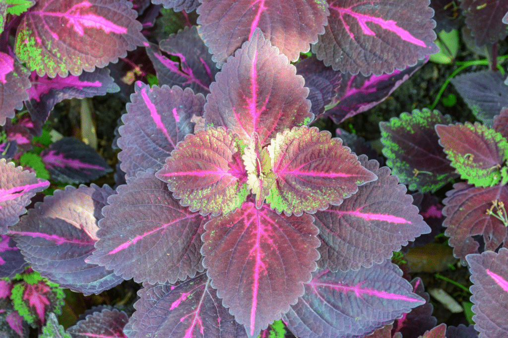 Margenis: auginimas, priežiūra ir ar tai daugiametė lauko gėlė