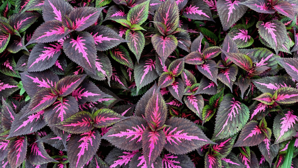 Margenis: auginimas, priežiūra ir ar tai daugiametė lauko gėlė