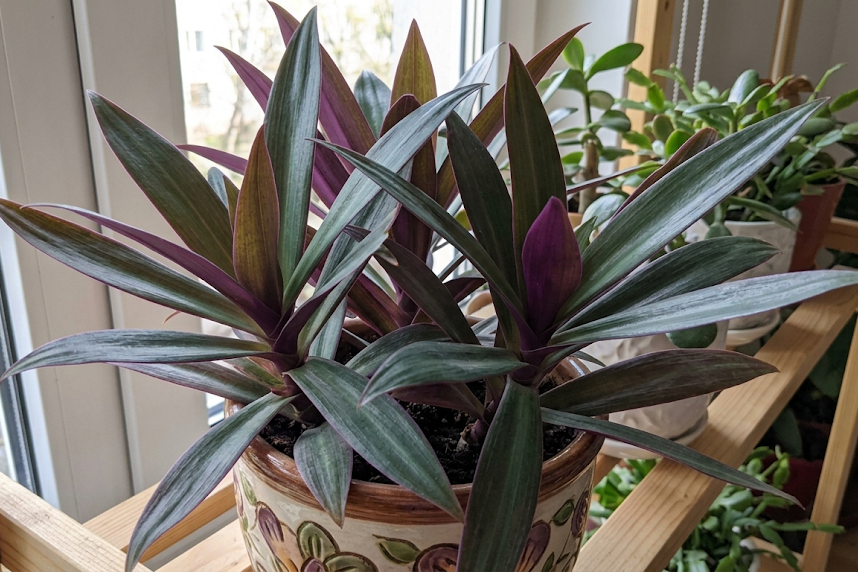 Tradeskantė: kambarinė, dvispalvė tradeskantė ir jų priežiūra