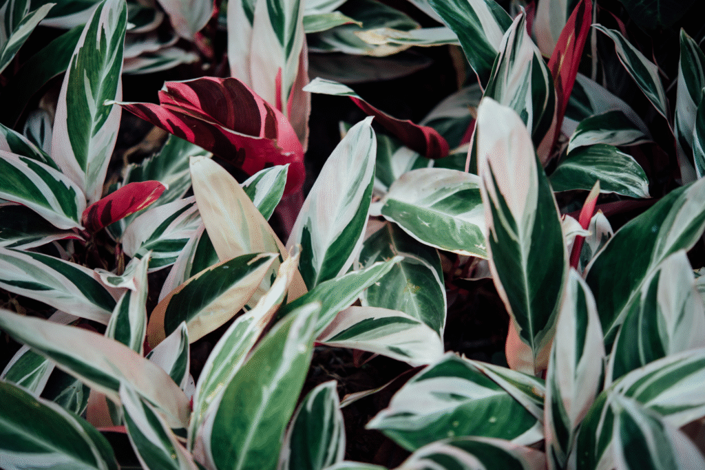 Stromantė: kaip auginti, prižiūrėti ir išvengti dažniausių klaidų