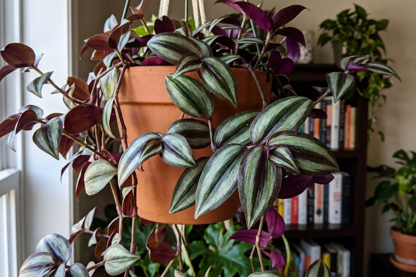 Tradeskantė: kambarinė, dvispalvė tradeskantė ir jų priežiūra