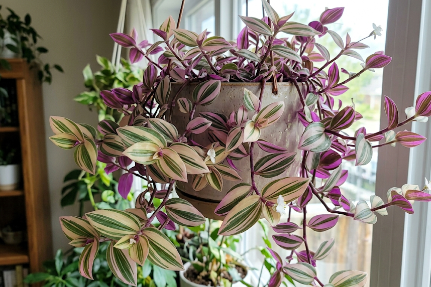 Tradeskantė: kambarinė, dvispalvė tradeskantė ir jų priežiūra