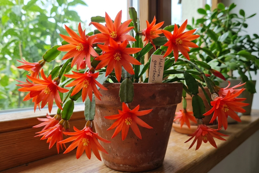 Kalėdinis kaktusas: priežiūra, rūšys ir dažniausios problemos