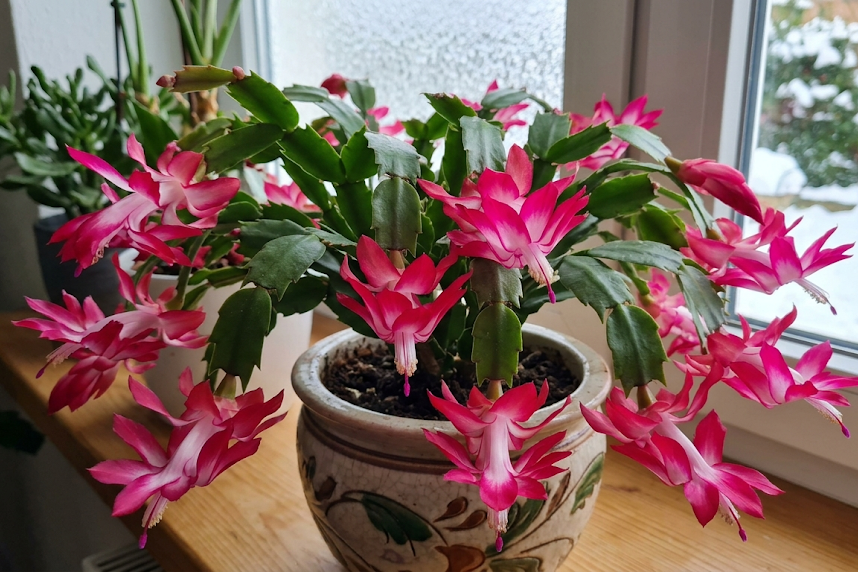 Kalėdinis kaktusas: priežiūra, rūšys ir dažniausios problemos