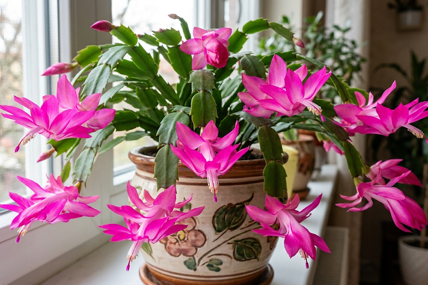 Kalėdinis kaktusas: priežiūra, rūšys ir dažniausios problemos