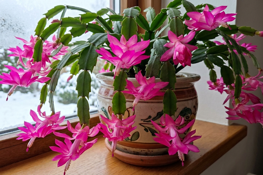 Kodėl vysta ar nežydi kalėdinis kaktusas? Dažniausios klaidos ir sprendimai