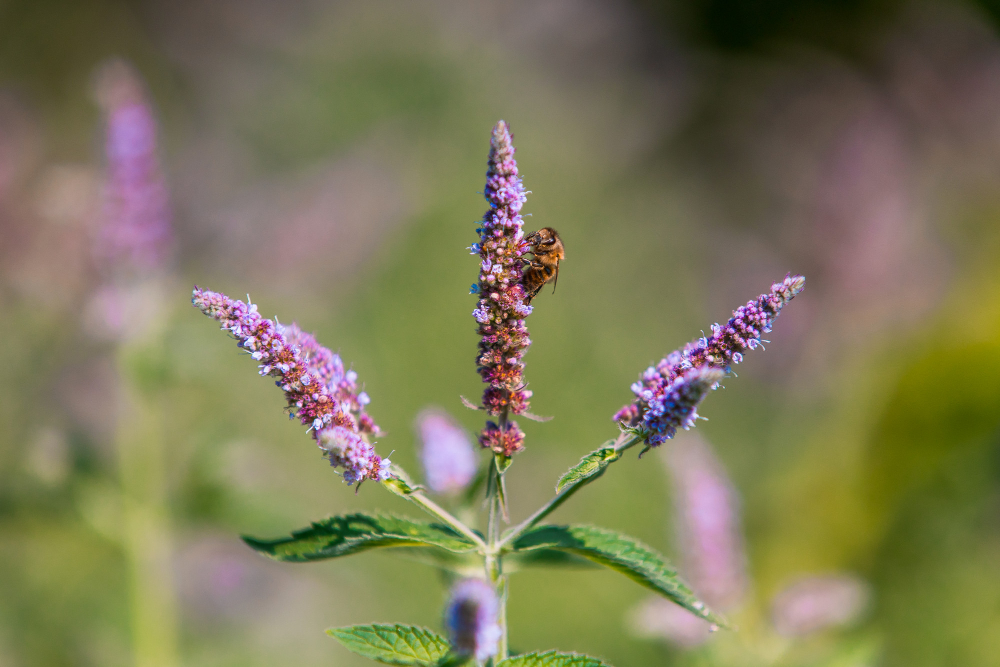 Ispaninio šalavijo nauda organizmui
