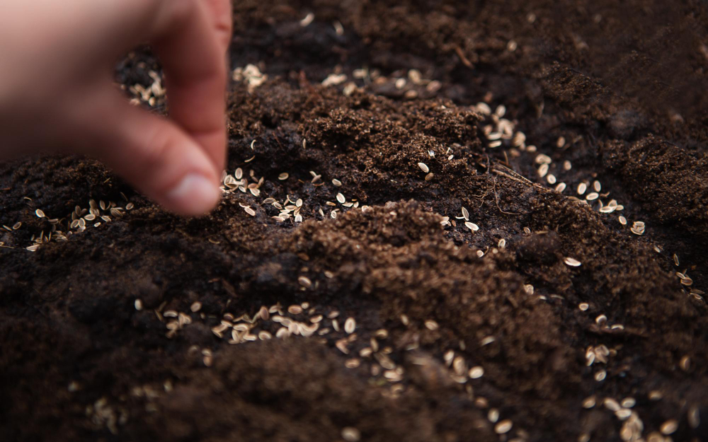 Pavasarinė ar rudeninė sėja: kas geriau