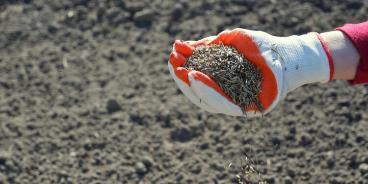 Kada ir kaip sėti veją: žingsnis po žingsnio