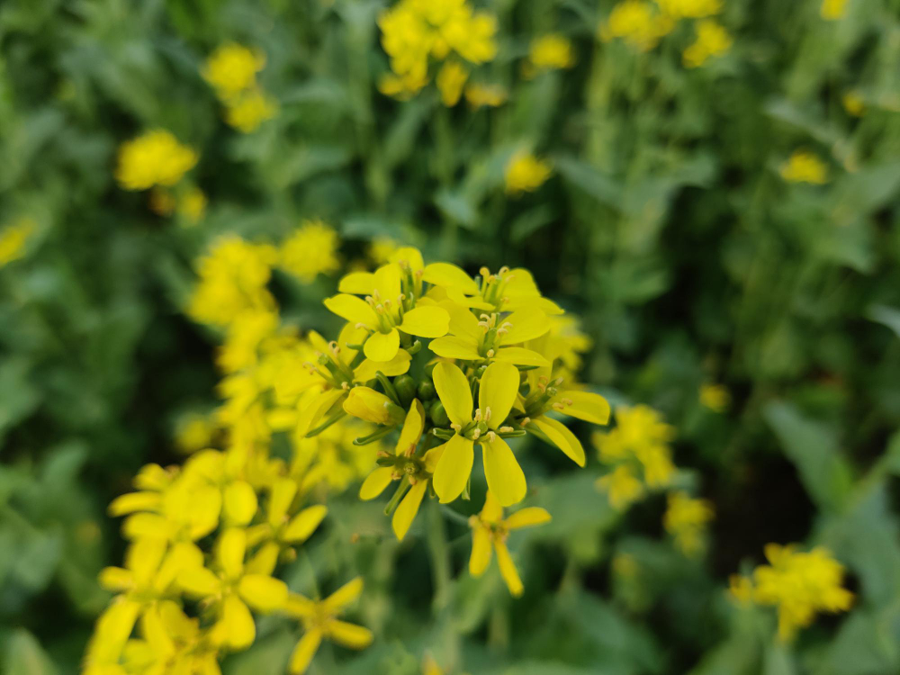 Kur ir kam geriausiai tinka baltosios garstyčios