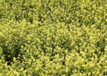 Kada sėti baltąsias garstyčias ir kaip jas auginti