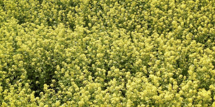 Kada sėti baltąsias garstyčias ir kaip jas auginti