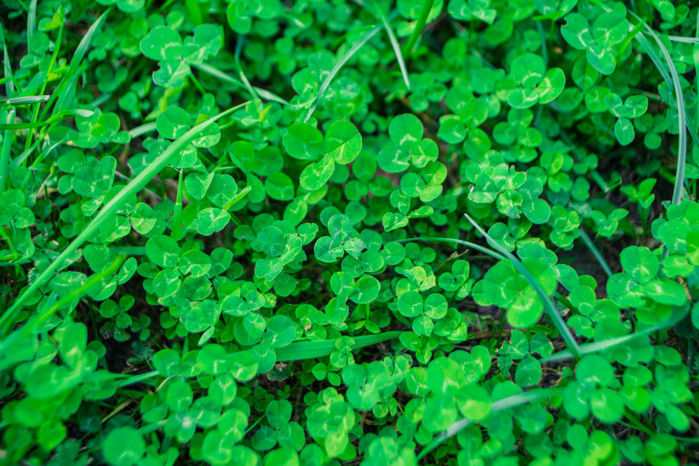 Praktiniai sėjimo patarimai