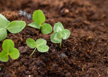Kada sėti dobilus ir kur jie geriausiai tinka