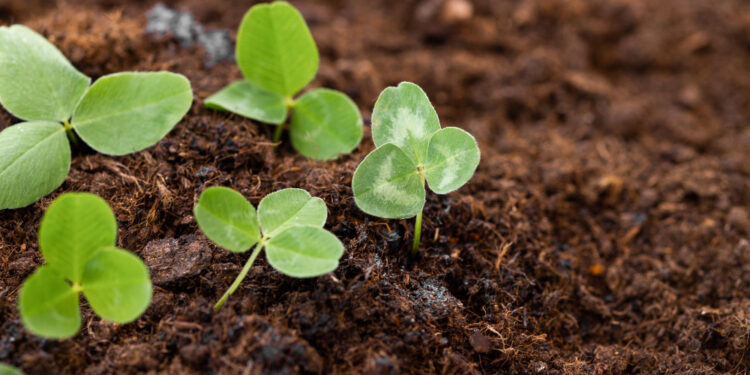 Kada sėti dobilus ir kur jie geriausiai tinka