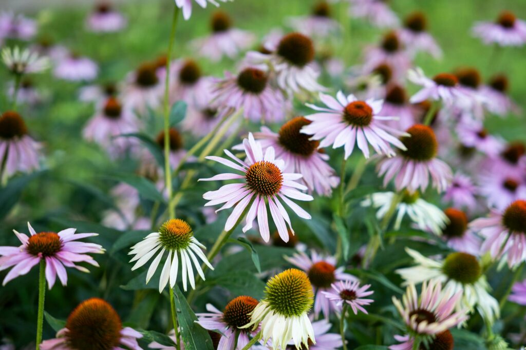 Kaip sėti ežiuoles žingsnis po žingsnio