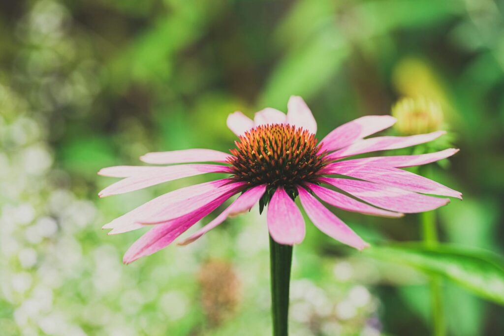 Dažniausios klaidos auginant ežiuoles