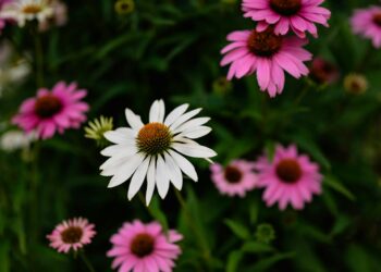 Kada sėti ežiuoles ir kaip jas auginti sode