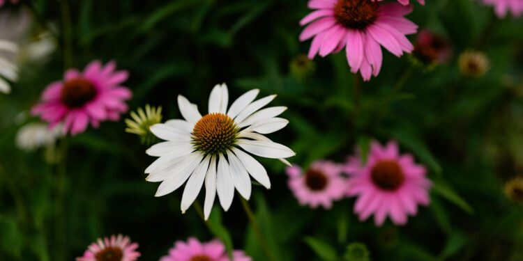 Kada sėti ežiuoles ir kaip jas auginti sode