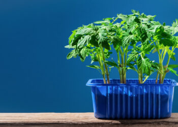 Kada sėti pomidorus ant palangės? (2026 gidas)