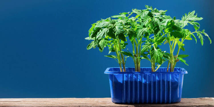 Kada sėti pomidorus ant palangės? (2026 gidas)