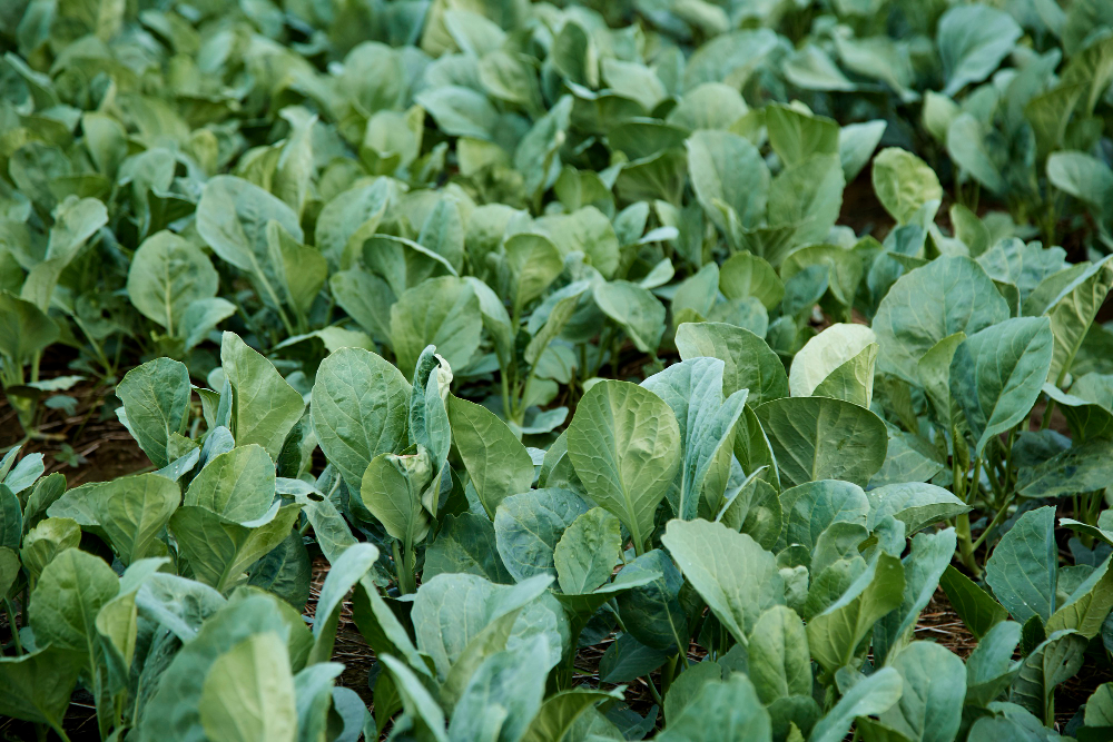 Praktiniai sėjimo patarimai