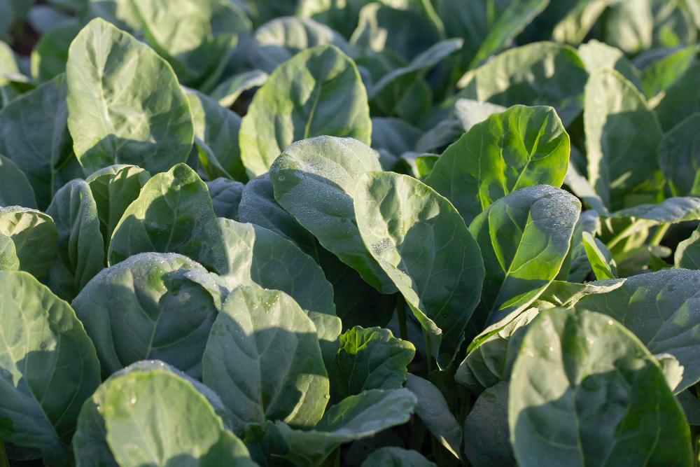 Kaip auginti rūgštynes, kad derlius būtų gausus