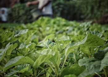 Kada sėti rūgštynes ir kaip jas auginti derlingam derliui