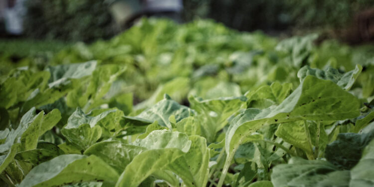 Kada sėti rūgštynes ir kaip jas auginti derlingam derliui
