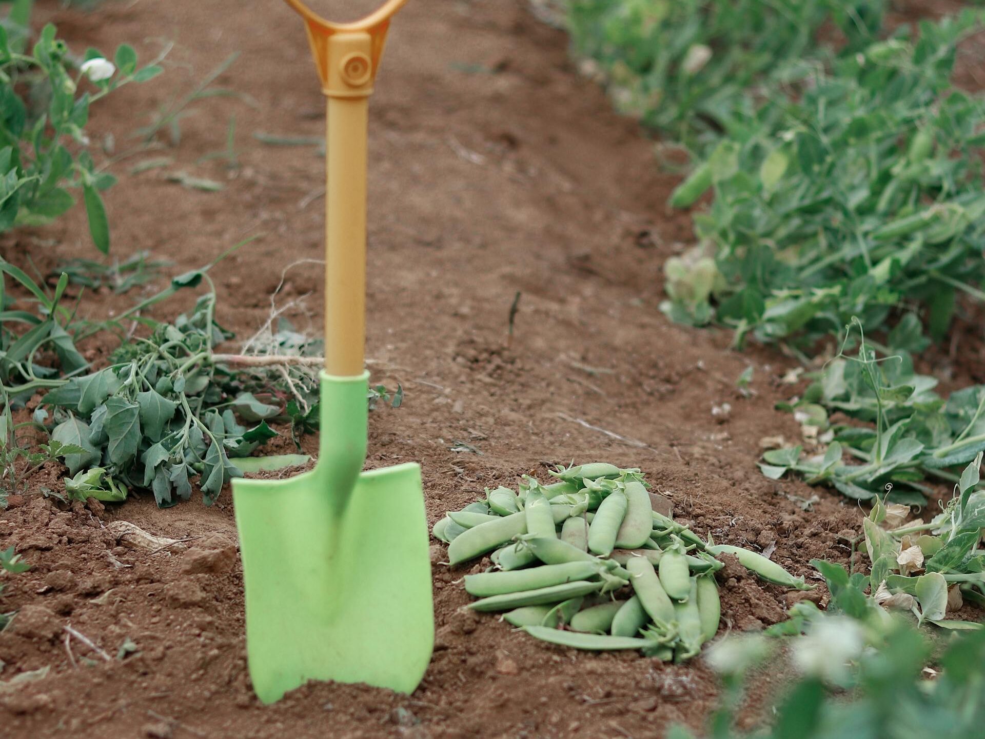 Dažniausios klaidos, dėl kurių žirniai kirmija