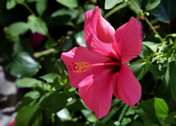 Kaip dauginti mandevilą: paprasti būdai sėkmingam augalo dauginimui