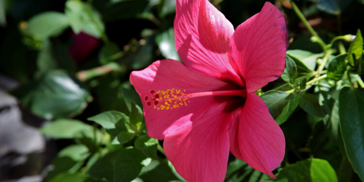 Kaip dauginti mandevilą: paprasti būdai sėkmingam augalo dauginimui