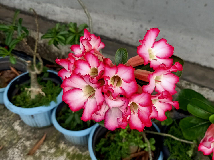 Iš vieno augalo – visas žydintis kampas