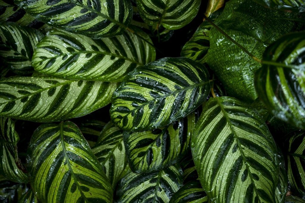 Dažniausios klaidos auginant kalatėją