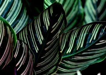 Kalatėja gėlė: gėlės kalatėja priežiūra ir kalatėja auginimas namuose