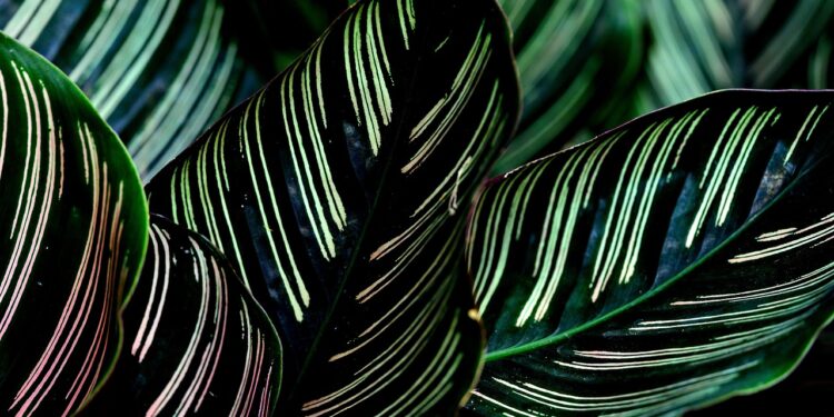 Kalatėja gėlė: gėlės kalatėja priežiūra ir kalatėja auginimas namuose