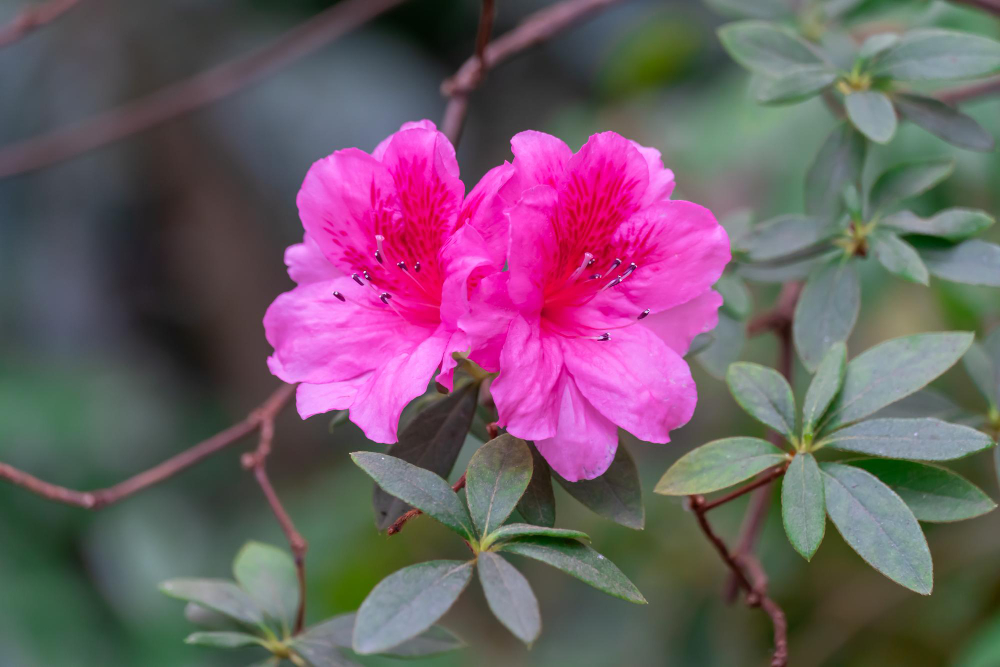 Azalijos genėjimas ir formavimas