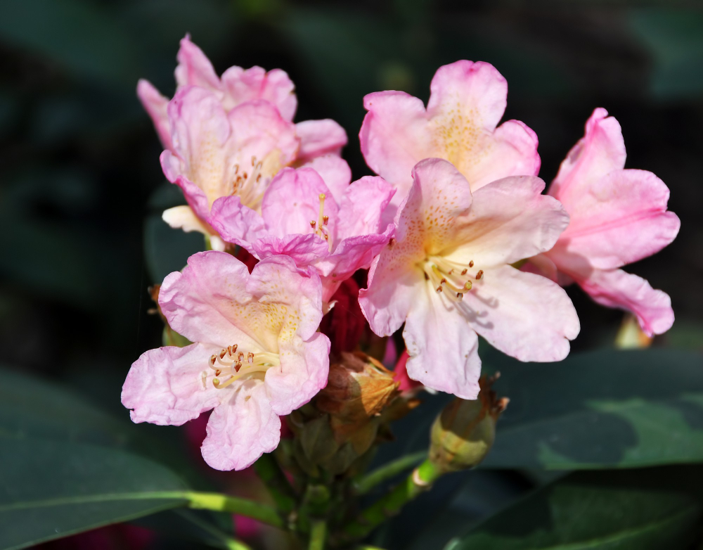 Kas yra lauko azalija ir kuo ji ypatinga