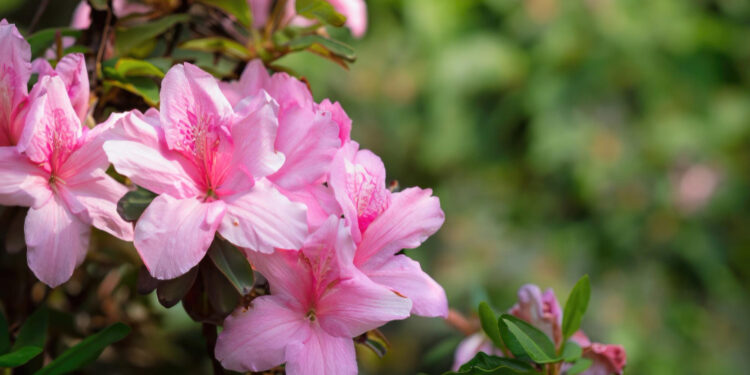 Lauko azalija: kaip ją auginti ir prižiūrėti sode?